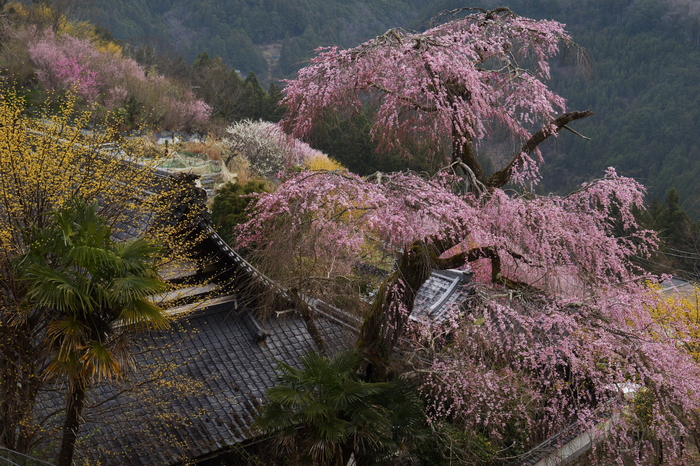 お写ん歩: 花（桜）アーカイブ